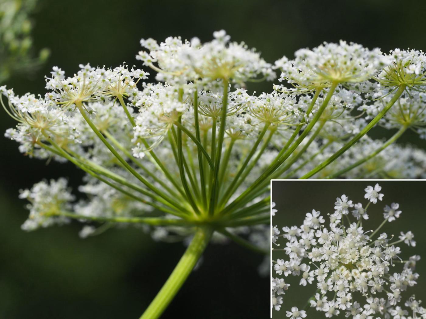 Masterwort flower